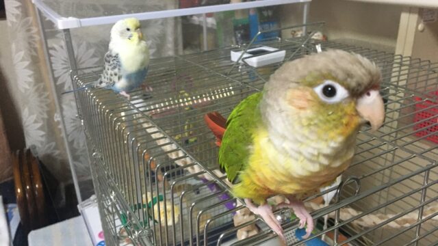 セキセイインコとウロコインコの多頭飼い 鳥ブログ わんぱくインコ日記